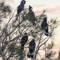 australia_birdssmall