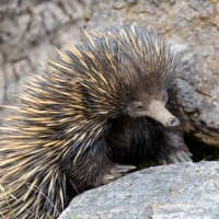 australia_echidnasmall_572872840