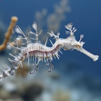 australia_pipefish