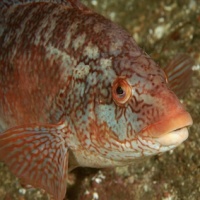 ballanwrassesmall