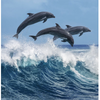 dolphinstimeseriescourse