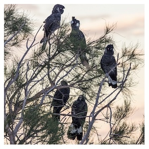 australia_birdssmall