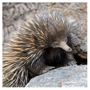australia_echidnasmall_572872840
