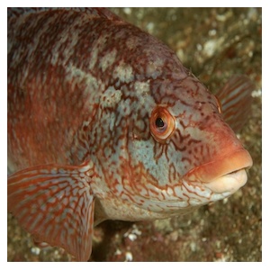 ballanwrassesmall