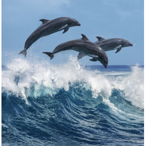 dolphinstimeseriescourse